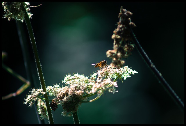 Hoverfly.