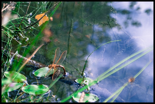 Dragonfly.
