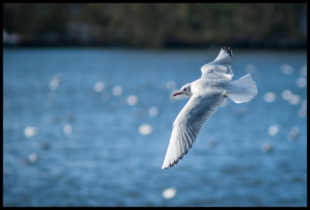 Seagull.