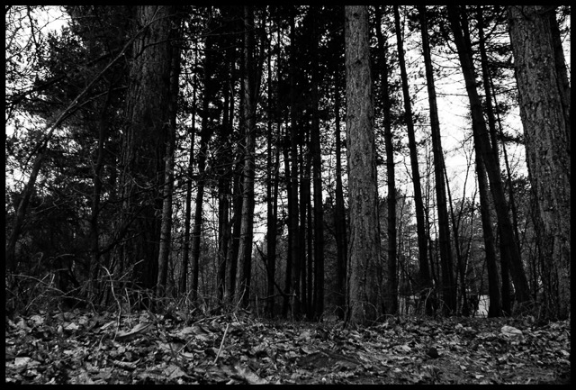 Pine Trees.