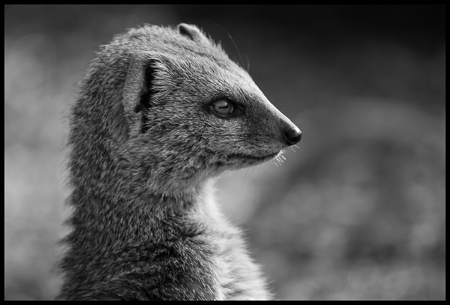 Yellow Mongoose.
