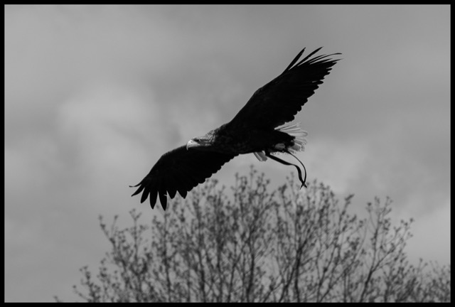 Eagle.